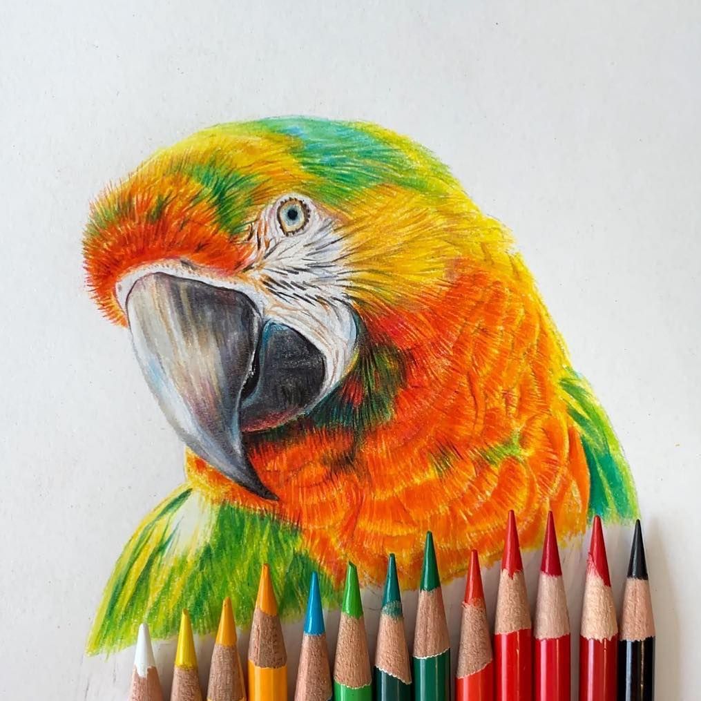 Let's Dive into the Colorful World of Drawing!