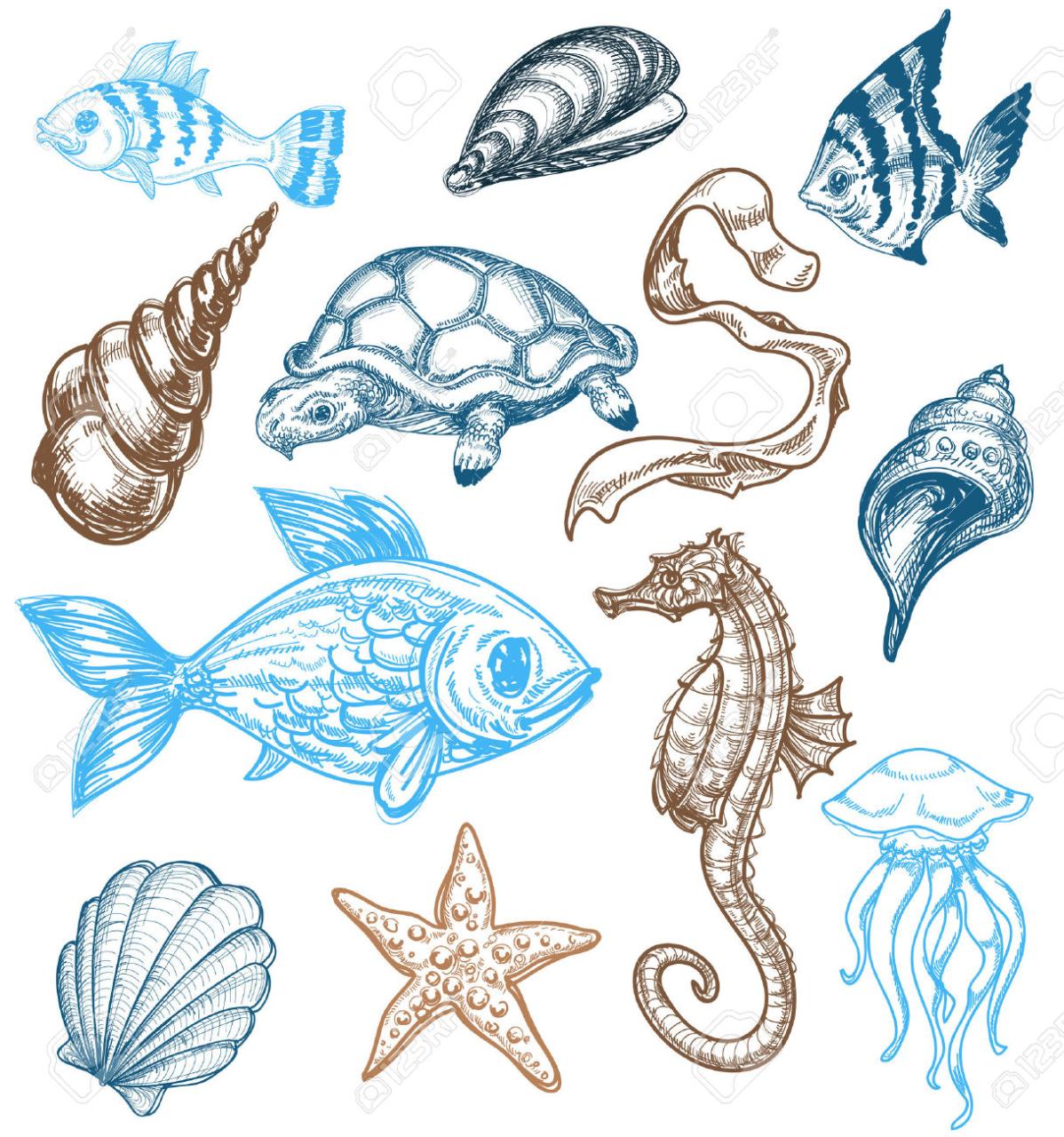 Alright, young artist! Let's dive into the exciting world of drawing sea creatures! 🌊🎨